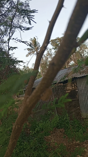 Cây me thúi tươi. Mua bán Cây cảnh, đồ trang trí tại Thành phố Trà Vinh Trà Vinh được đăng bởi Thanh Thanh hình 1
