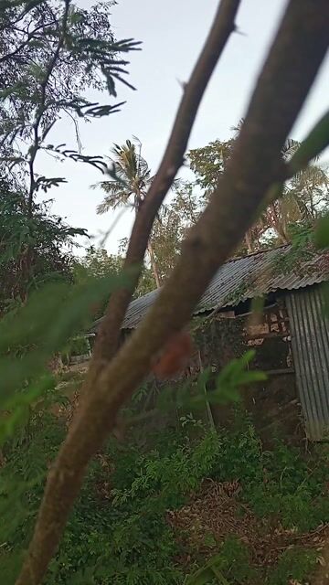 Cây me thúi tươi. Mua bán Cây cảnh, đồ trang trí tại Thành phố Trà Vinh Trà Vinh được đăng bởi Thanh Thanh hình 1