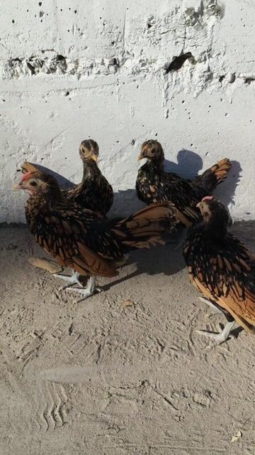 Vảy cá đồng viền vảy nét ko lem. Mua bán Gà tại Quận 12 Tp Hồ Chí Minh được đăng bởi Gà Kiểng Sài Gòn  hình 1