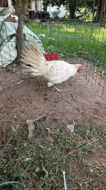 bướm chân xanh hiện 2ky chuẩn bị đẻ . Mua bán Gà tại Quận Ô Môn Cần Thơ được đăng bởi ga đá base hình 1