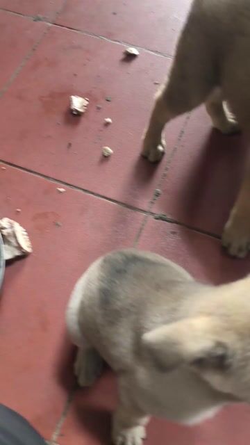 Chó Lai Béc Vàng cát đã tiêm. Mua bán Chó tại Quận Hà Đông Hà Nội được đăng bởi Nguyễn Thị Quyền hình 1