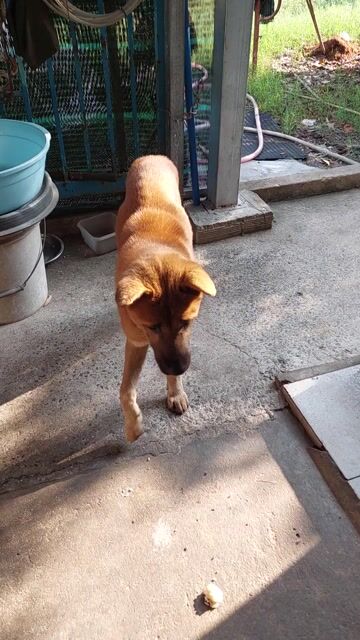 Chó Hmông Nâu vàng đẹp 5th. Mua bán Chó tại Quận 12 Tp Hồ Chí Minh được đăng bởi Nguyễn Văn Kế  hình 1