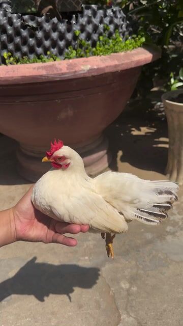 Mái tre Thái chuối tuyết chân lùn. Mua bán Gà tại Huyện Trà Cú Trà Vinh được đăng bởi Liao Wei hình 1