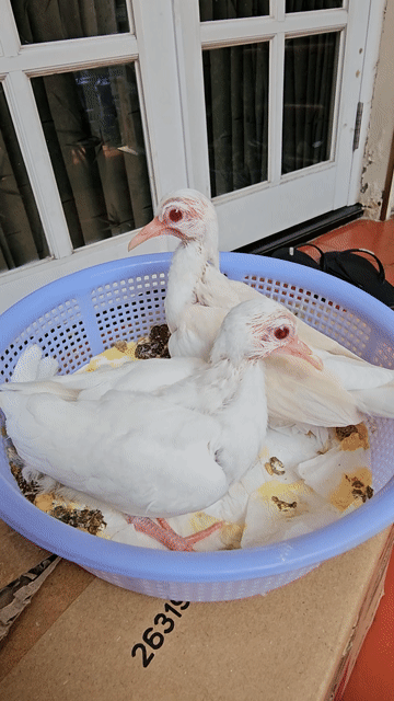 CHIM CU GÁY THÁI MẮT ĐỎ . Mua bán Chim tại Thành phố Thủ Đức Tp Hồ Chí Minh được đăng bởi Hung hình 1
