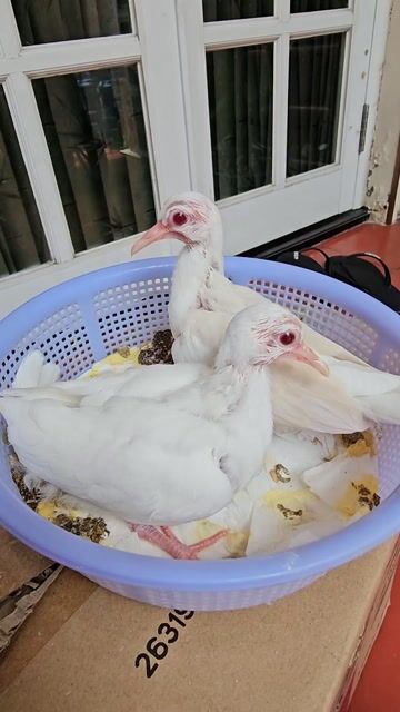CHIM CU GÁY THÁI MẮT ĐỎ . Mua bán Chim tại Thành phố Thủ Đức Tp Hồ Chí Minh được đăng bởi Hung hình 1
