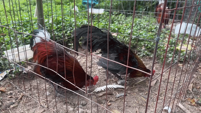 cặp tre tơ 7xi. Mua bán Gà tại Huyện Chợ Gạo Tiền Giang được đăng bởi Phúc Nguyễn hình 1