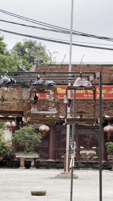 Chim chào mào đang báo lông. Mua bán Chim tại Huyện Phúc Thọ Hà Nội được đăng bởi Đỗ Đức mạnh hình 1