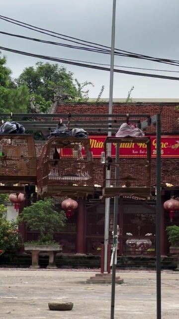 Chim chào mào đang báo lông. Mua bán Chim tại Huyện Phúc Thọ Hà Nội được đăng bởi Đỗ Đức mạnh hình 1