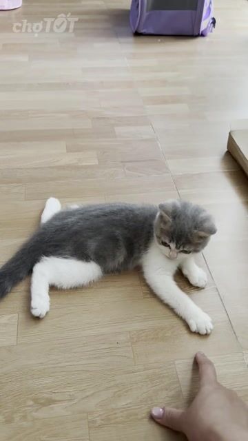 Mèo ALN Lilac bicolor. Mua bán Mèo tại Quận Gò Vấp Tp Hồ Chí Minh được đăng bởi Ái Linh Nguyễn hình 1