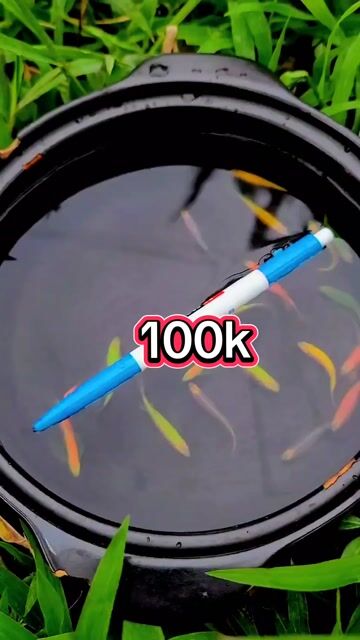 Cá Sọc Ngựa Cánh Tiên Đa sắc. Mua bán Thú cưng khác tại Huyện Long Hồ Vĩnh Long được đăng bởi Phạm Thuỳ Giang hình 1