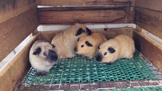 Bọ ú Cali Mũi đen 2 Đực, 2 Cái. Mua bán Thú cưng khác tại Quận Tân Bình Tp Hồ Chí Minh được đăng bởi Kieu Vu hình 1