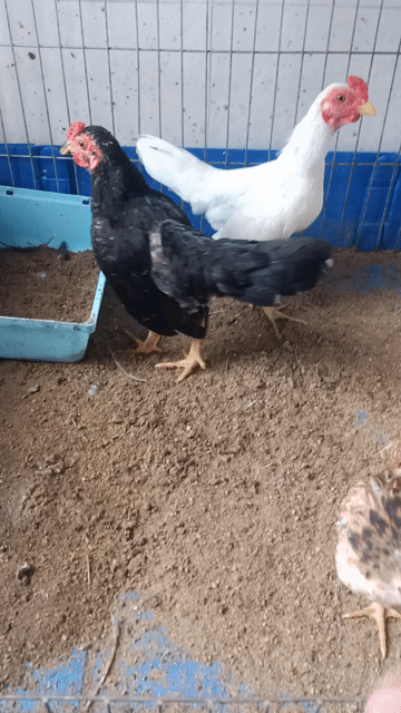 Tre Bắc ô bôg tơ 5th, 2l5 alo có bớt. Mua bán Gà tại Quận Bình Tân Tp Hồ Chí Minh được đăng bởi Gà Kiểng hình 1