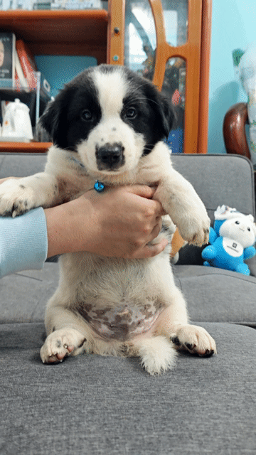 Trai Nhật lai có móng đeo khôn ngoan❤️😁🥰. Mua bán Chó tại Huyện Hóc Môn Tp Hồ Chí Minh được đăng bởi Ánh Dương Pet hình 1