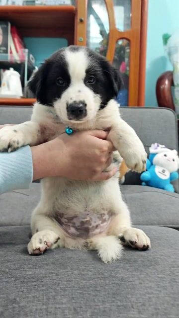 Trai Nhật lai có móng đeo khôn ngoan❤️😁🥰. Mua bán Chó tại Huyện Hóc Môn Tp Hồ Chí Minh được đăng bởi Ánh Dương Pet hình 1