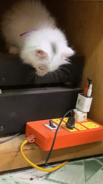 MÈO ANH LÔNG DÀI THUẦN CHỦNG HƠN 2 THÁNG. Mua bán Mèo tại Quận Hoàng Mai Hà Nội được đăng bởi HÀ UYỂN NHI  hình 1