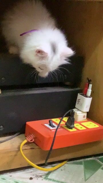 MÈO ANH LÔNG DÀI THUẦN CHỦNG HƠN 2 THÁNG. Mua bán Mèo tại Quận Hoàng Mai Hà Nội được đăng bởi HÀ UYỂN NHI  hình 1