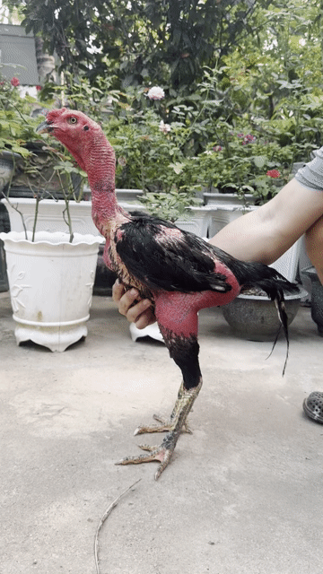 Trống rớt lông, đúc mái hoặc qua lông chơi rất OK. Mua bán Gà tại Huyện Hoài Ân Bình Định được đăng bởi Lê Thị Phương Chiều hình 1
