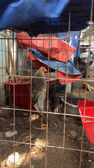 Gà chọi Cuban Đực. Mua bán Gà tại Quận 4 Tp Hồ Chí Minh được đăng bởi gà tre sài gòn  hình 1