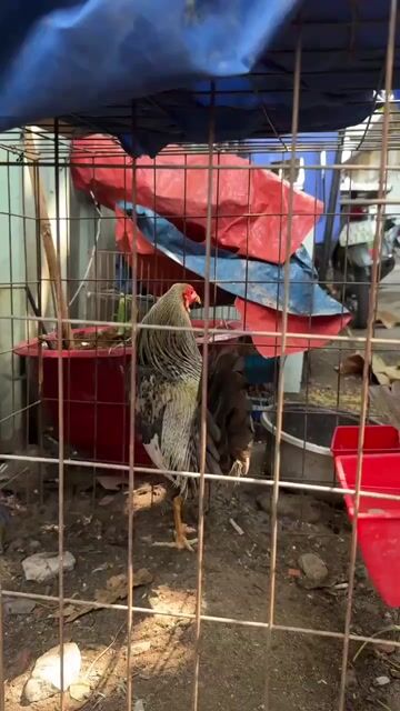 Gà chọi Cuban Đực. Mua bán Gà tại Quận 4 Tp Hồ Chí Minh được đăng bởi gà tre sài gòn  hình 1