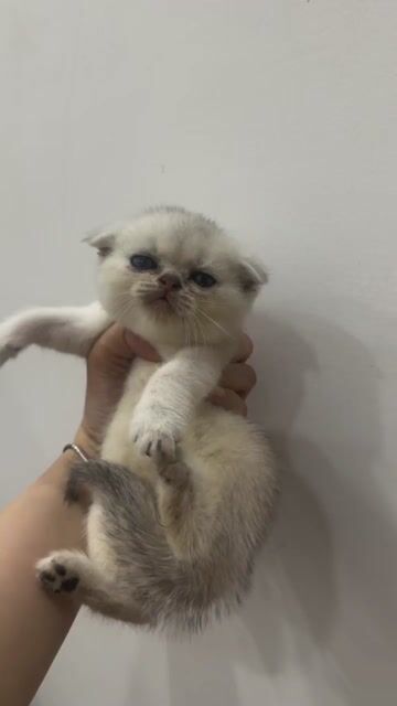 Mèo Anh lông ngắn Đực cái thuần chủng có giảm. Mua bán Mèo tại Quận Bình Thạnh Tp Hồ Chí Minh được đăng bởi An An hình 1