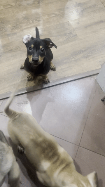 Chó Phốc lai nhiều màu cả hai. Mua bán Chó tại Quận Ba Đình Hà Nội được đăng bởi Cao Hương Giang hình 1