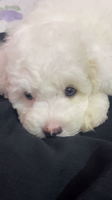 Chó Poodle Đực Trắng. Mua bán Chó tại Quận Ba Đình Hà Nội được đăng bởi Khánh Linh hình 1