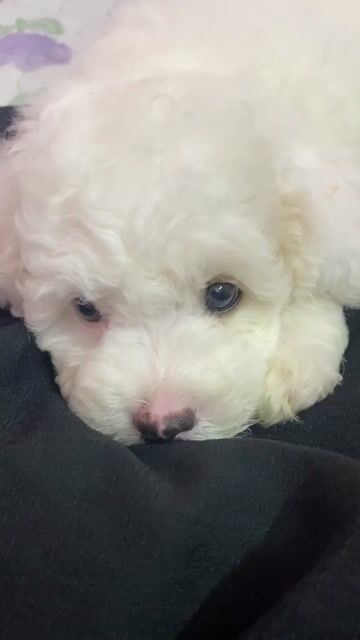 Chó Poodle Đực Trắng. Mua bán Chó tại Quận Ba Đình Hà Nội được đăng bởi Khánh Linh hình 1