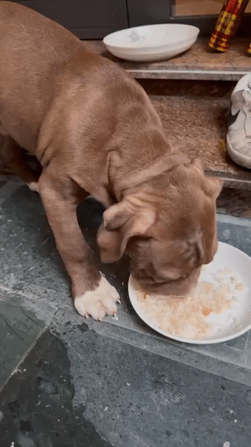 Chó Bandog đực 4 tháng tuổi nặng 20kg. Mua bán Chó tại Quận Lê Chân Hải Phòng được đăng bởi Phong Nguyen hình 1
