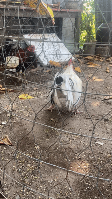 Gà bướm tre tơ 1.6kg Trắng. Mua bán Gà tại Thành phố Trà Vinh Trà Vinh được đăng bởi đức hình 1