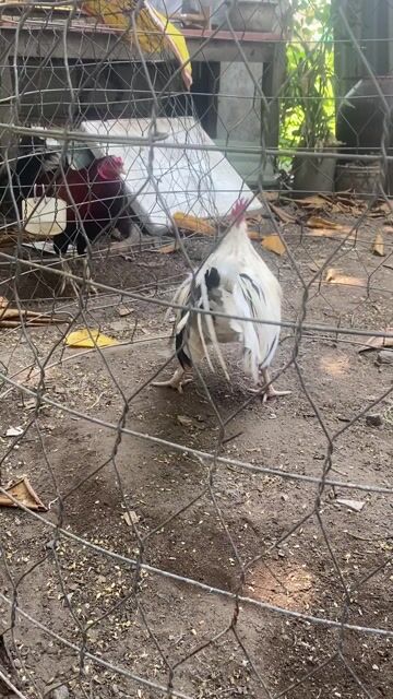 Gà bướm tre tơ 1.6kg Trắng. Mua bán Gà tại Thành phố Trà Vinh Trà Vinh được đăng bởi đức hình 1