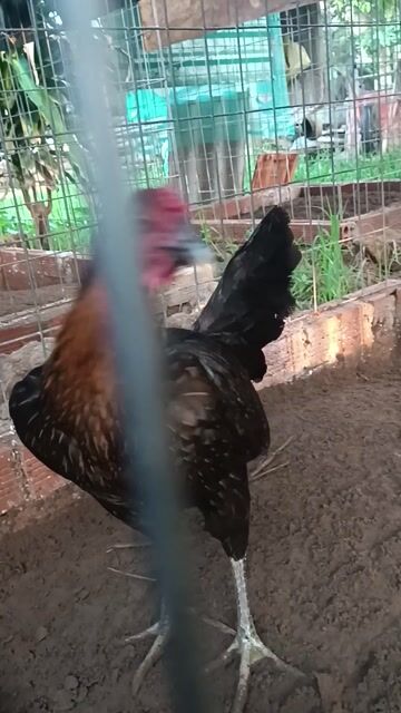 Gà Mỹ mái Đen, Nâu đã bỏ lứa so. Mua bán Gà tại Huyện Ba Tri Bến Tre được đăng bởi hai gà nòi  hình 1