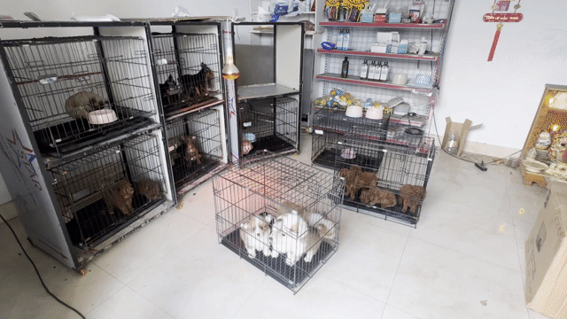 Shop Bán Chó Cảnh tại 151/15 Âu Cơ. Mua bán Chó tại Quận Liên Chiểu Đà Nẵng được đăng bởi V Petshop Đà Nẵng hình 1
