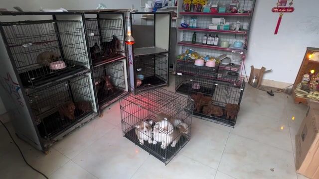 Shop Bán Chó Cảnh tại 151/15 Âu Cơ. Mua bán Chó tại Quận Liên Chiểu Đà Nẵng được đăng bởi V Petshop Đà Nẵng hình 1