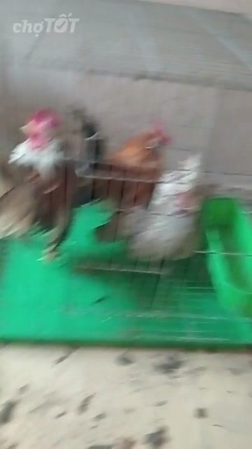 Gà Serama 4 con Lồng. Mua bán Gà tại Quận 1 Tp Hồ Chí Minh được đăng bởi Hoàng Phúc hình 1