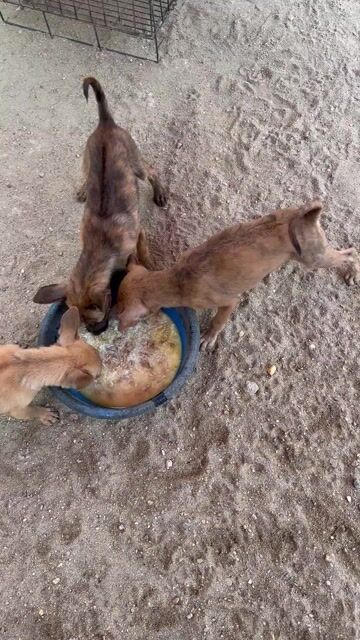 Bán 3 Con Chó Vện Hổ Vàng Có Xoáy Lưng Đực. Mua bán Chó tại Thành phố Vinh Nghệ An được đăng bởi Hoàng Anh Hoàng Huy Ơi hình 1