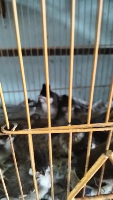 Chim chào mào non. Mua bán Chim tại Huyện Hóc Môn Tp Hồ Chí Minh được đăng bởi Hoàng Ngọc Bà Điểm  Hóc Môn  hình 1