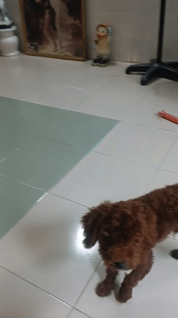 bán chó. Mua bán Chó tại Quận Bình Thạnh Tp Hồ Chí Minh được đăng bởi Nguyễn Thu Hiền hình 1