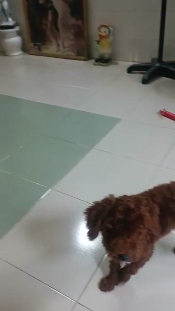 bán chó. Mua bán Chó tại Quận Bình Thạnh Tp Hồ Chí Minh được đăng bởi Nguyễn Thu Hiền hình 1