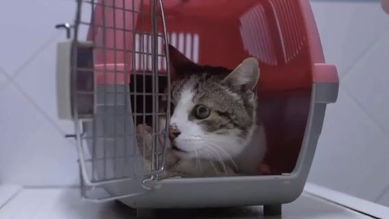 Vétérinaire, au coeur du soin animal