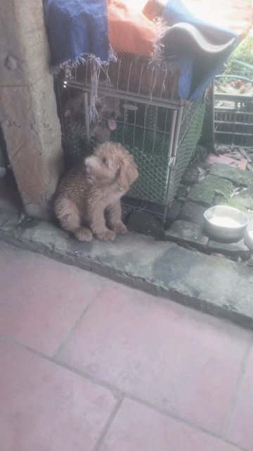 Chó Poodle cái 6 tháng màu Nâu vàng. Mua bán Chó tại Huyện Quế Võ Bắc Ninh được đăng bởi Đông hình 1