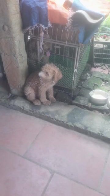 Chó Poodle cái 6 tháng màu Nâu vàng. Mua bán Chó tại Huyện Quế Võ Bắc Ninh được đăng bởi Đông hình 1