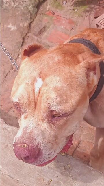 bé trai 11 tháng dể ăn ngoan hiền. Mua bán Thú cưng khác tại Huyện Vĩnh Thạnh Cần Thơ được đăng bởi hautong hình 1