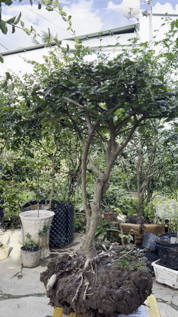 Cây cảnh Bùm sụm Trà Phúc Kiến. Mua bán Cây cảnh, đồ trang trí tại Quận Cái Răng Cần Thơ được đăng bởi Cây Cảnh Giá Rẻ hình 1