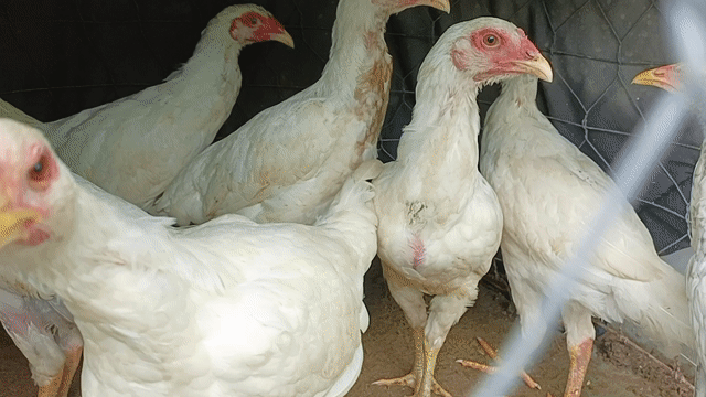 Gà Thái mái 3 tháng màu Trắng. Mua bán Gà tại Thành phố Sóc Trăng Sóc Trăng được đăng bởi Tiền Gà  hình 1