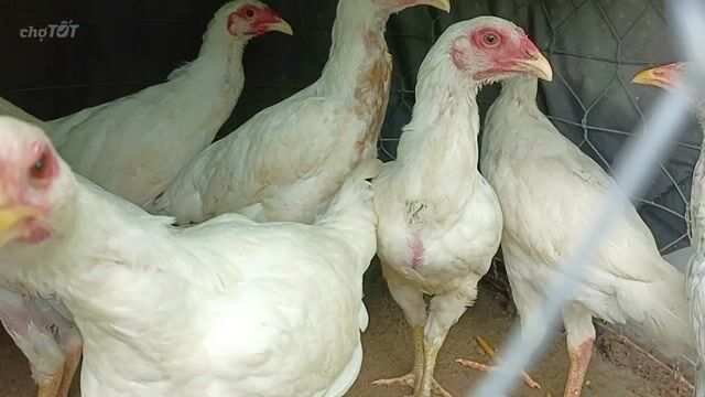 Gà Thái mái 3 tháng màu Trắng. Mua bán Gà tại Thành phố Sóc Trăng Sóc Trăng được đăng bởi Tiền Gà  hình 1