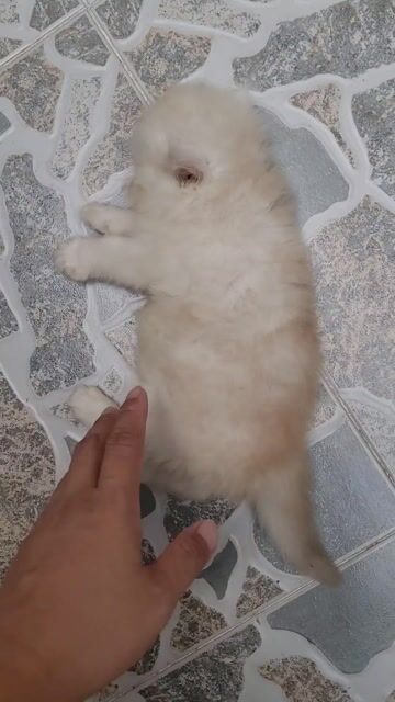 Mèo Anh lông dài đực trắng hơn 1 tháng. Mua bán Mèo tại Quận Cái Răng Cần Thơ được đăng bởi Sơn Ca Võ Huỳnh hình 1