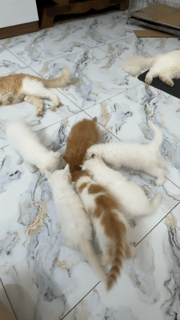 Vỡ kế hoạch tìm nhà mới cho các mèo. Mua bán Mèo tại Quận Cầu Giấy Hà Nội được đăng bởi xuannam hình 1