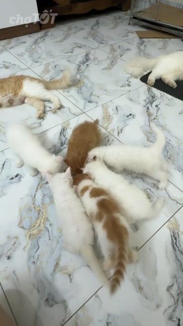 Vỡ kế hoạch tìm nhà mới cho các mèo. Mua bán Mèo tại Quận Cầu Giấy Hà Nội được đăng bởi xuannam hình 1