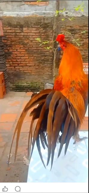 khétThai Mỹ  3kg. Mua bán Gà tại Thành phố Châu Đốc An Giang được đăng bởi Hoàng phuc hình 1