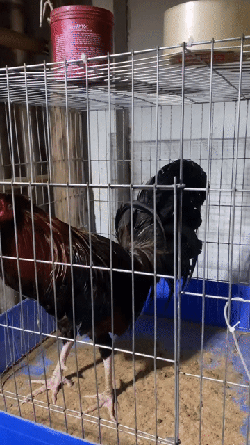 Gà nòi Kelso trống Nâu đen 2.4kg gãy mỏ. Mua bán Gà tại Huyện Cầu Ngang Trà Vinh được đăng bởi Nữ hình 1